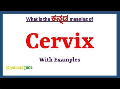 cervix meaning in kannada|cervix meaning in Kannada .